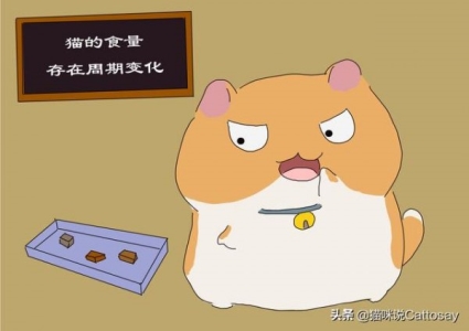 猫咪老是喜欢钻床底下，教给你如何从床底下把猫弄出来的7种方法