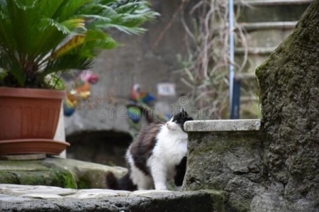 猫咪的鼻子会变色，是什么原因造成的？猫咪主人需要为此担心吗？