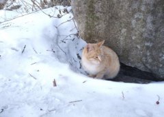 养猫后，你认为哪些物品是智商税迎接幼猫必