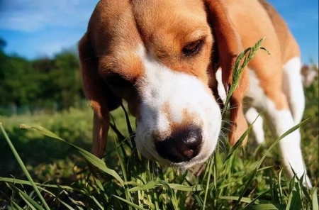 如何修剪博美头？博美犬俊介的修剪