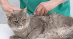 纯种加菲猫的特征，一个都不中的，肯定是串