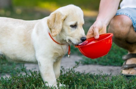 拉布拉多幼犬感冒后有哪些症状？应该怎么样正确处理？