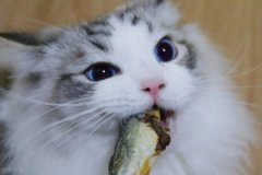 买狗时，有几种狗是千万不能买的，不然就是