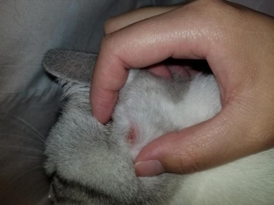 买狗时，有几种狗是千万不能买的，不然就是花钱买罪受