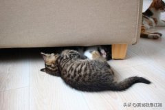 养猫必看：猫鼻支医治费用是多少处理猫鼻支