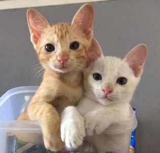 养猫必看:猫鼻支医治费用是多少?处理猫鼻支一般要花多少?