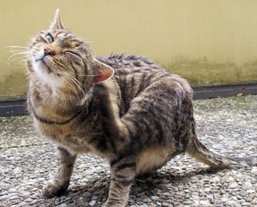 分享10种最奇怪的猫！这些猫咪长得真奇怪！