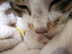 养猫必看：猫鼻支医治费用是多少猫鼻支预防