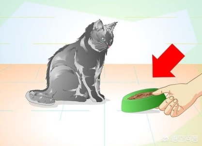 最适合喂猫的7种食物，绝对让猫吃得开心，吃得处于良好的状态 喂猫可以喂些什么