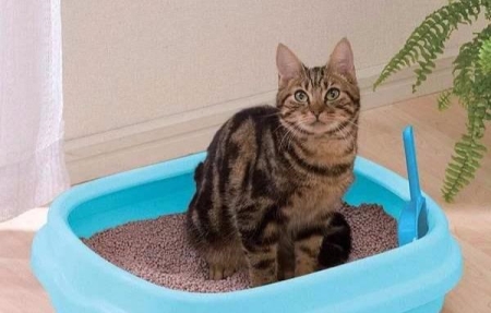 最适合喂猫的7种食物，绝对让猫吃得开心，吃得处于良好的状态 喂猫可以喂些什么