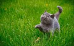 波斯猫和金吉拉猫，它们的分别在哪？你更加喜欢哪只？
