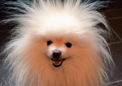 警惕比熊犬的这些病痛信号：主人需注意的异常表现