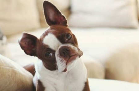 警惕比熊犬的这些病痛信号：主人需注意的异常表现