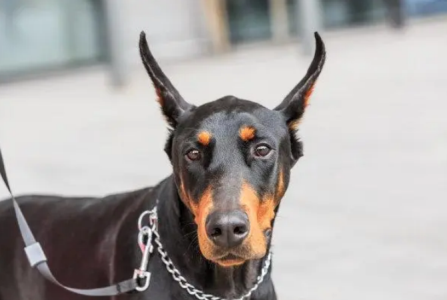 警惕比熊犬的这些病痛信号：主人需注意的异常表现
