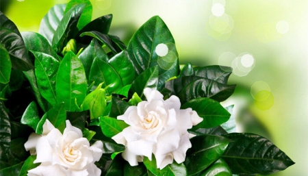 仙骨在身上是天生的吗？和普通人对比有仙骨的人什么特点？仙骨的准确位置图和作用