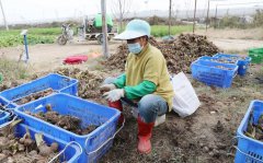 北京最大芋头种植基地丰收市民吃上本土芋头