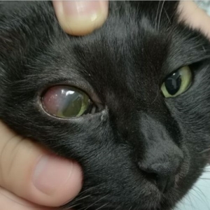 茶杯猫可以活多长时间？茶杯猫价格怎么样？