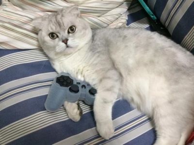 三个月猫咪隔几个小时喂一次?三个月猫咪吃多少?