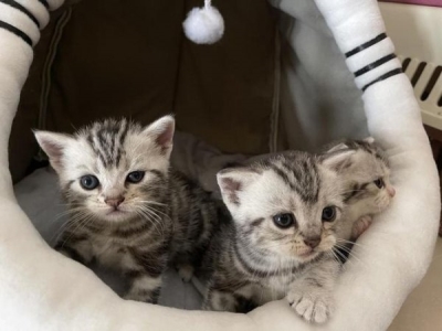 三个月猫咪隔几个小时喂一次?三个月猫咪吃多少?