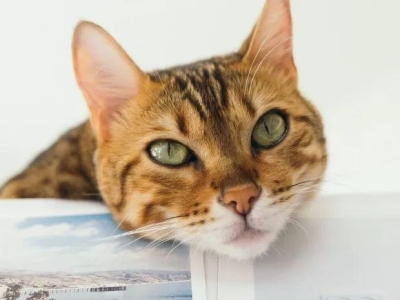 猫咪生产后需要怎么照顾？需要注意哪些？