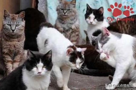 猫咪生产后需要怎么照顾？需要注意哪些？