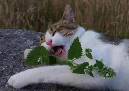 猫咪得了猫藓不要嫌弃它，用对方法是可以把猫藓治好的！