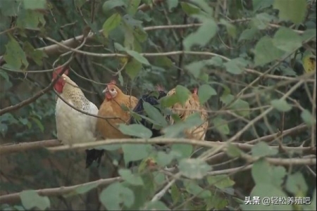 铲屎官要细心观察，猫咪有这五种表现，多半是生病了，别不当回事