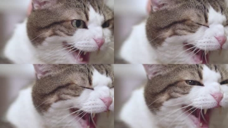 呕吐又腹泻！引发猫咪肠胃炎的5大真相 呕吐又腹泻!引发猫咪肠胃炎的5大真相是什么