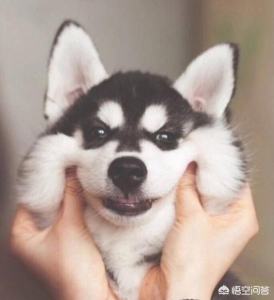 什么是猫咪发腮？猫咪发腮有什么条件？