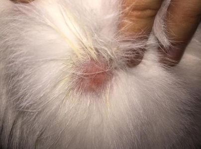 什么是猫咪发腮？猫咪发腮有什么条件？