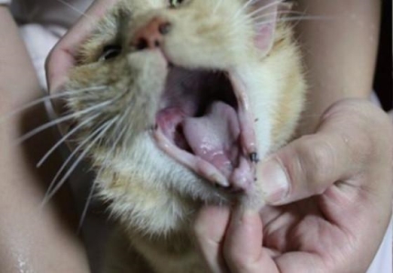 现在的猫咪已经不吃鱼了？养鱼不防猫，鱼儿死翘翘