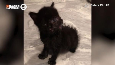 现在的猫咪已经不吃鱼了？养鱼不防猫，鱼儿死翘翘