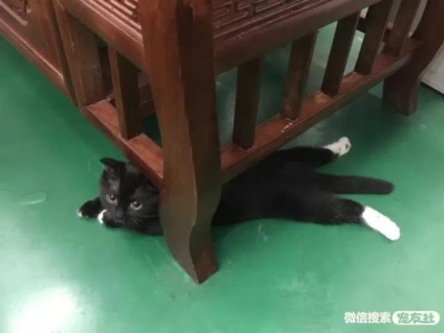 猫咪经常呕吐的5种常见真相 猫老是呕吐是为什么