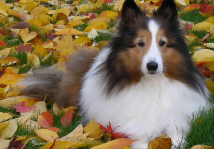 博美犬呕吐的真相 看看你家狗狗中没中