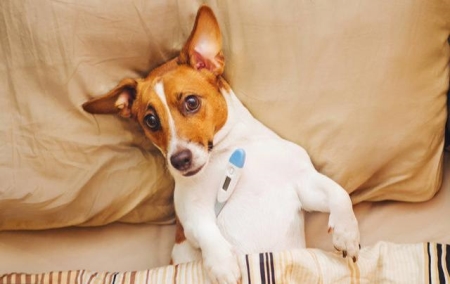 博美犬呕吐的真相 看看你家狗狗中没中