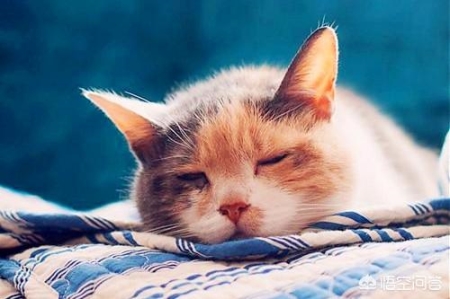 猫咪老是跑厕所是什么原因？猫咪老是跑到床上尿怎么办？