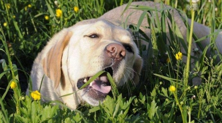 全球最小的警犬，在主人病逝的当天，选择了令人心碎的方式陪伴 警犬小型犬品种