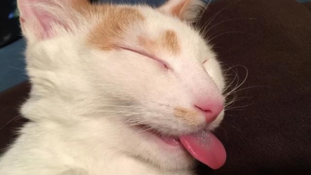 新手养猫应该注意哪些点？盘点5个新手养猫重点要注意的事项