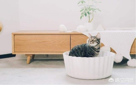 新手养猫应该注意哪些点？盘点5个新手养猫重点要注意的事项