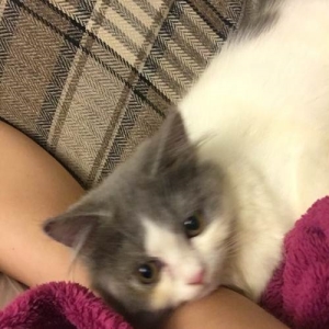 猫咪易感染的3种真菌，以及应对策略！ 猫的真菌感染是什么引起的？