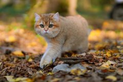 小猫咪受到惊吓解决办法？小猫受到惊吓后有