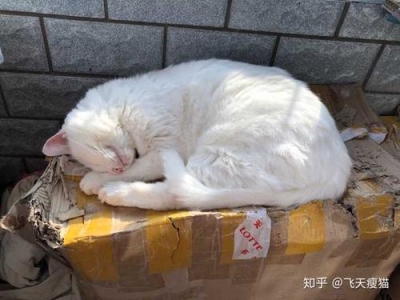 小猫咪受到惊吓怎么办？小猫受到惊吓后有哪些反应