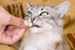 猫一窝可以生几只小猫宠物猫一窝能生几只