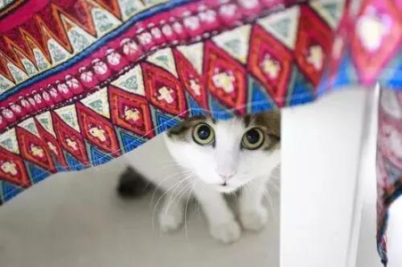 猫一窝可以生几只小猫？宠物猫一窝能生几只