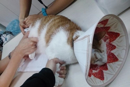 猫咪呕吐、吐猫粮是什么原因造成的？猫咪呕吐了猫粮