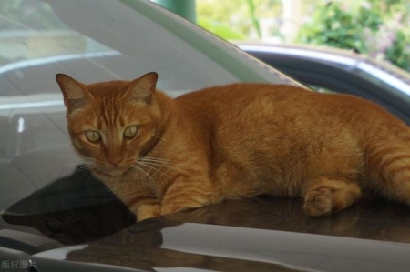 如何让猫咪的毛发更加光亮？如何让猫咪的毛发更加光亮呢？