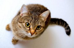 如何正确给猫增？让爱猫远离瘦弱 怎么样给猫咪增加营养