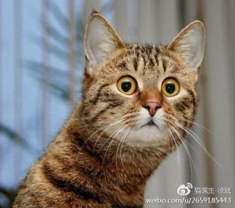 养猫家庭正确的消毒方式,你真的做对了吗?家中养猫如何消毒杀菌