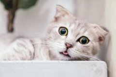 猫咪老是打喷嚏？猫咪老打喷嚏回事？