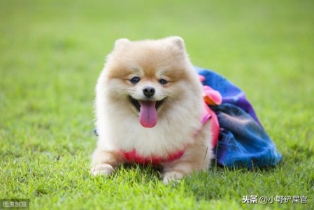世界上最凶猛的犬种，你知道吗？它们的真是面貌你知道吗？